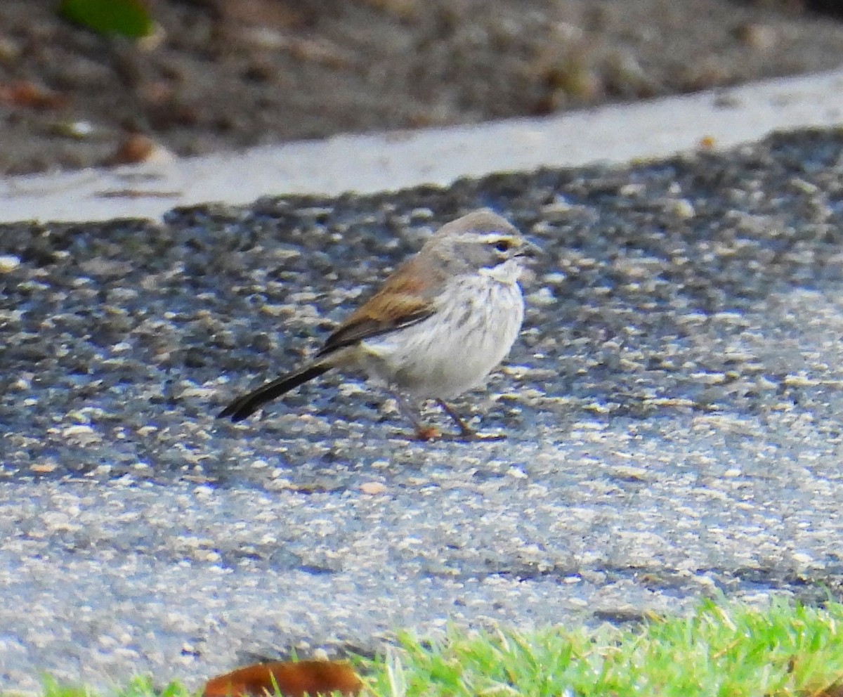 Black-throated Sparrow - ML623477999