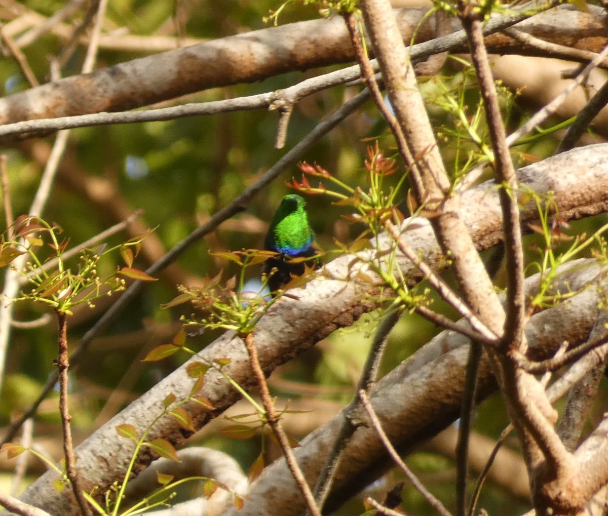 Green-throated Carib - ML623478051