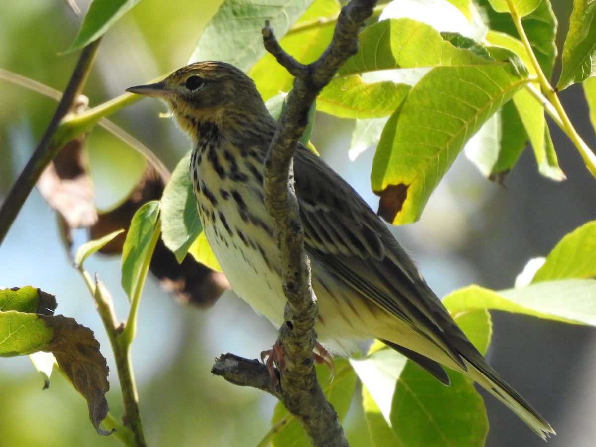 Tree Pipit - Esther Yera Posa