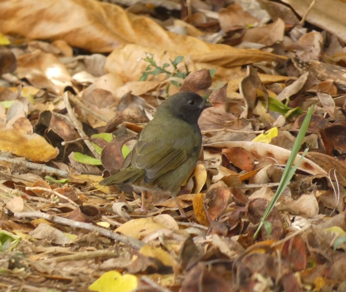 Black-faced Grassquit - ML623478090