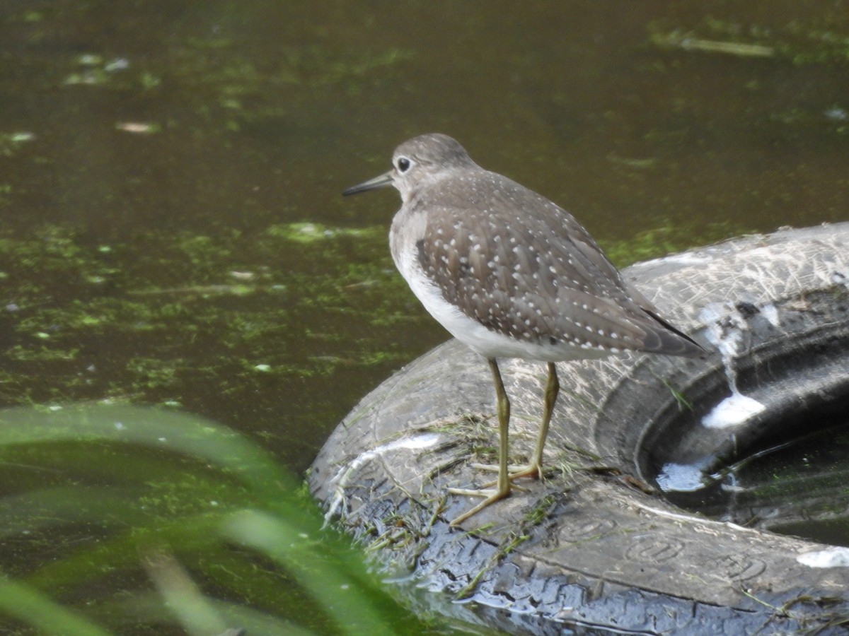 Solitary Sandpiper - ML623478092