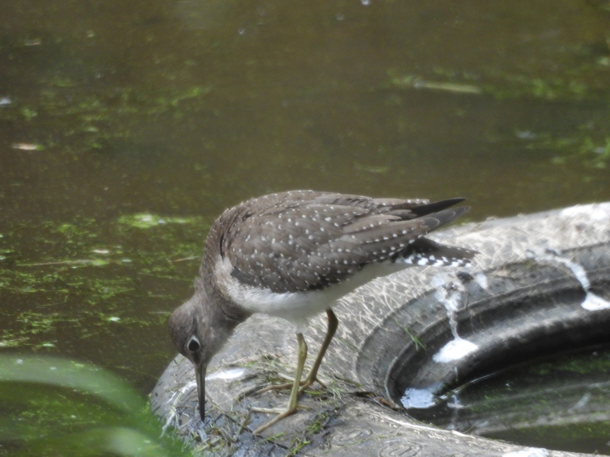 Solitary Sandpiper - ML623478093