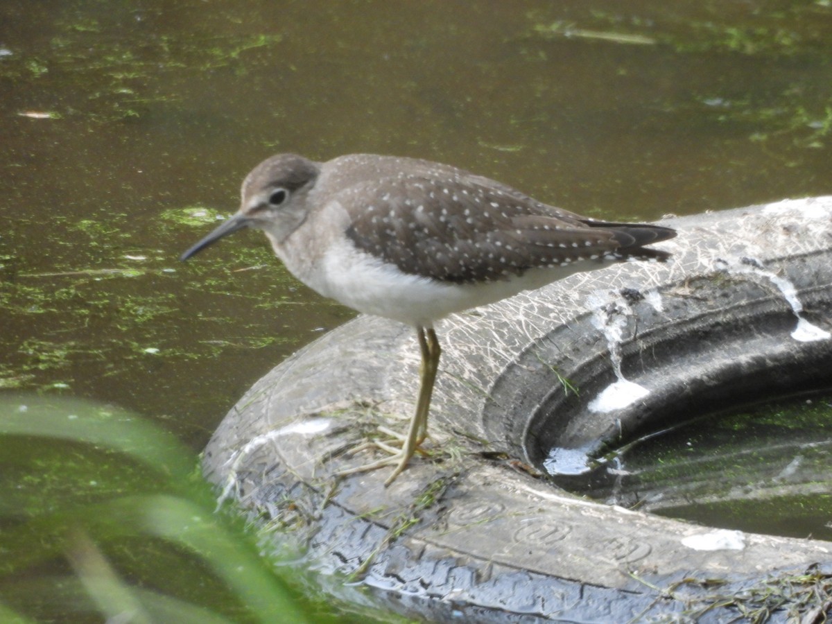 Solitary Sandpiper - ML623478095