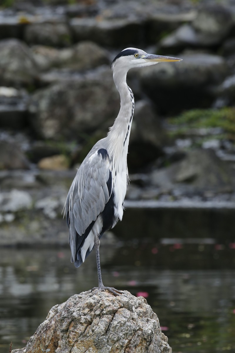 volavka popelavá - ML623478099