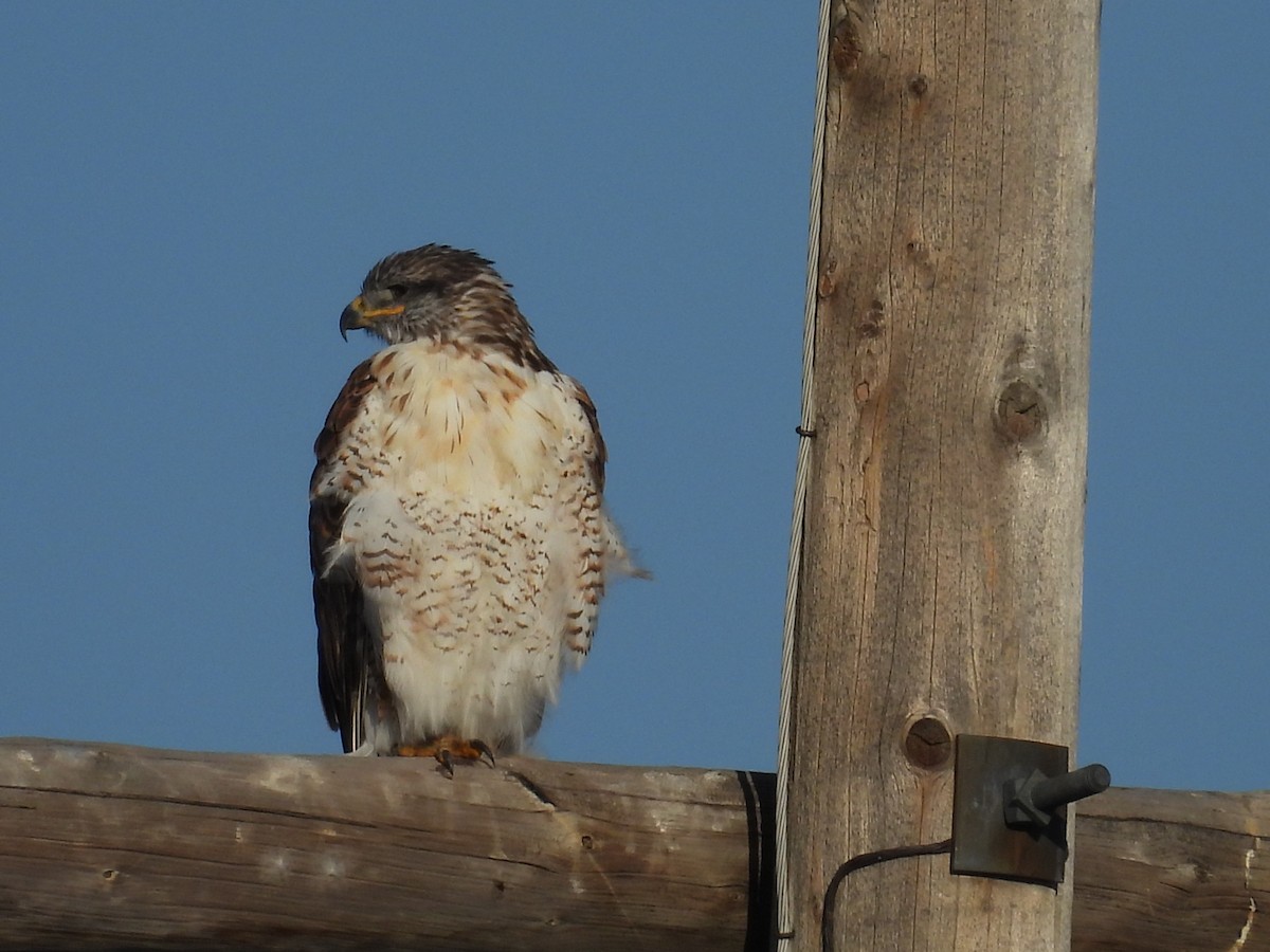 Ferruginous Hawk - ML623478105