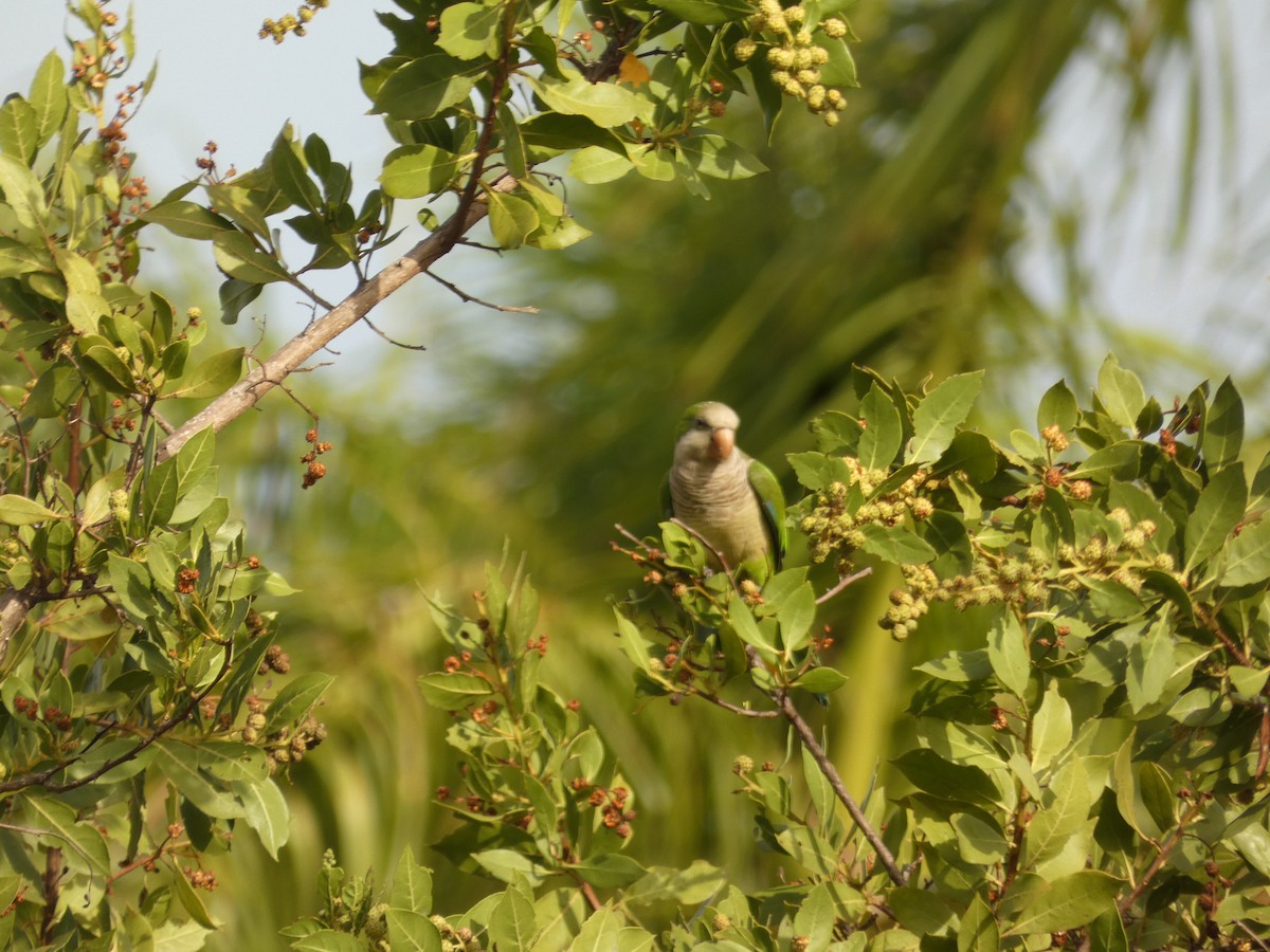 Monk Parakeet - ML623478107