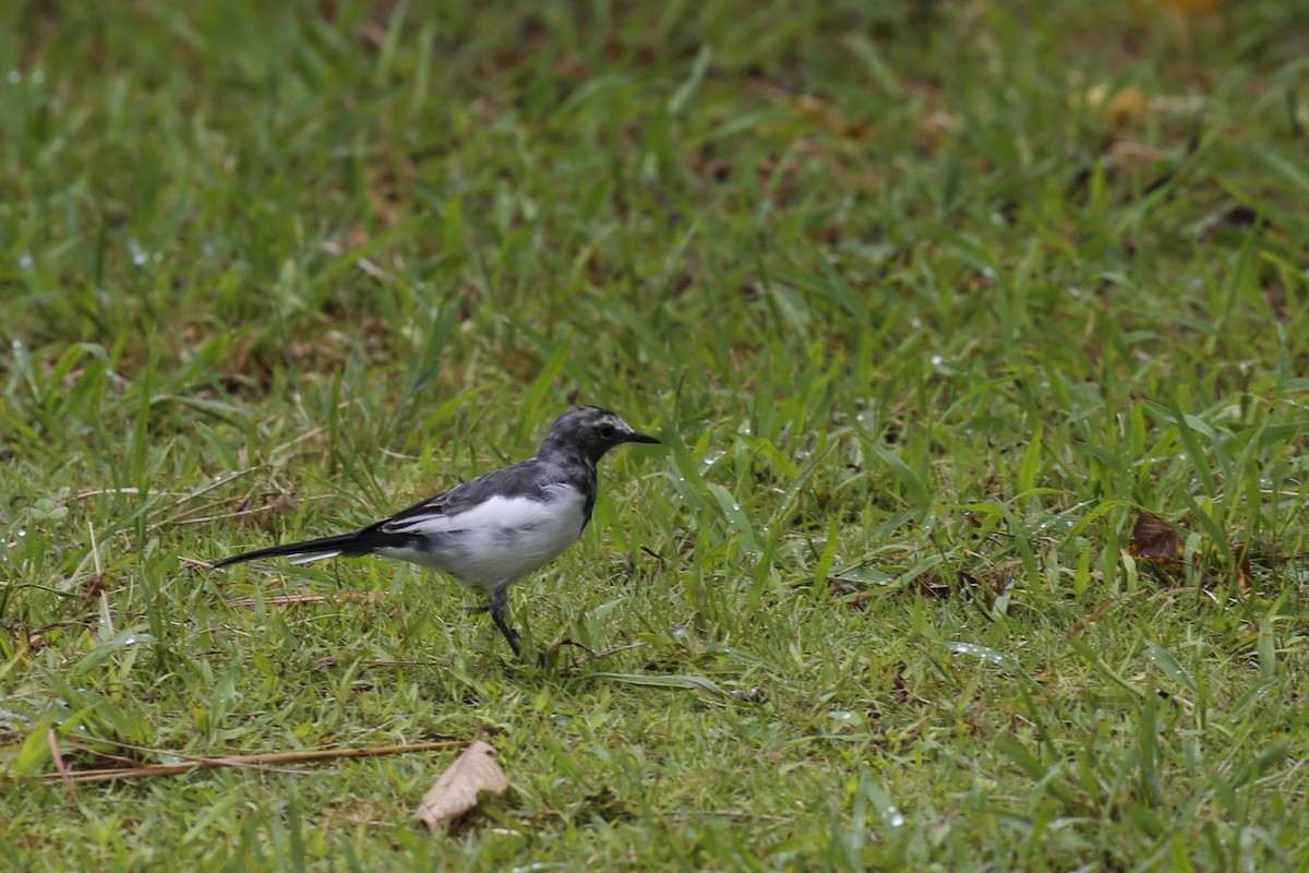 konipas bílý - ML623478108