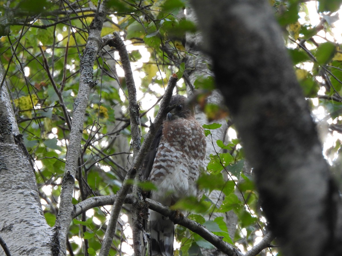 Broad-winged Hawk - ML623478118