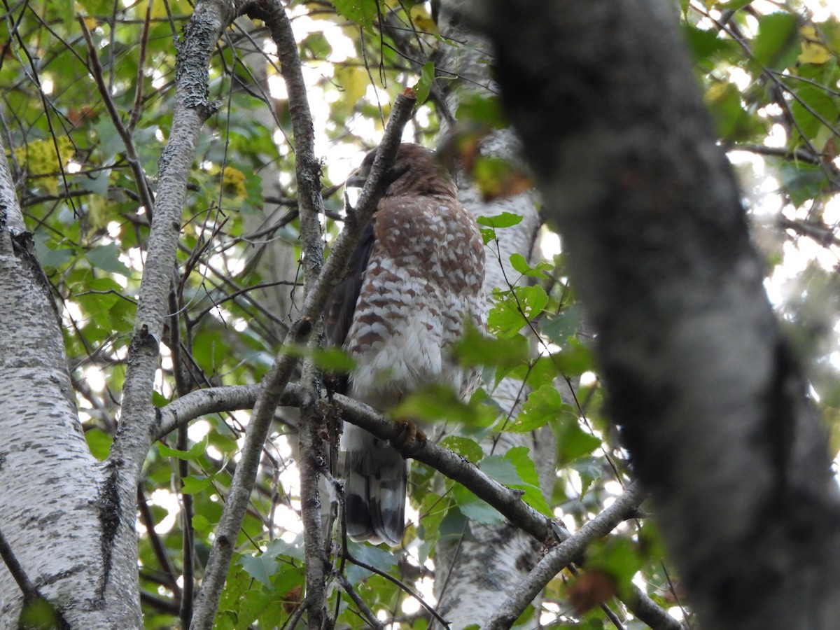 Broad-winged Hawk - ML623478119