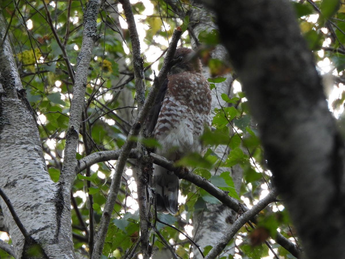 Broad-winged Hawk - ML623478121