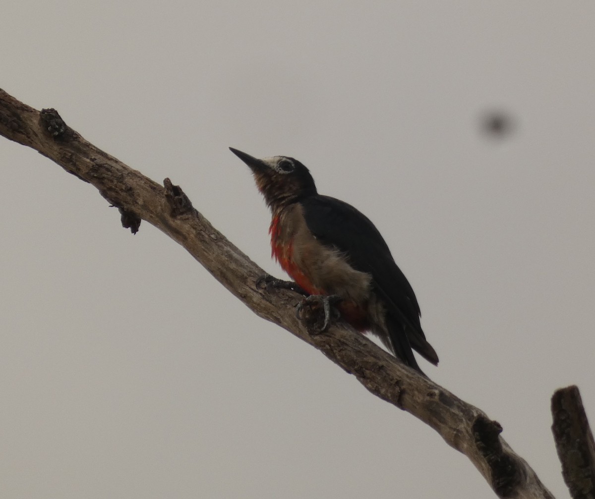 Puerto Rican Woodpecker - ML623478135