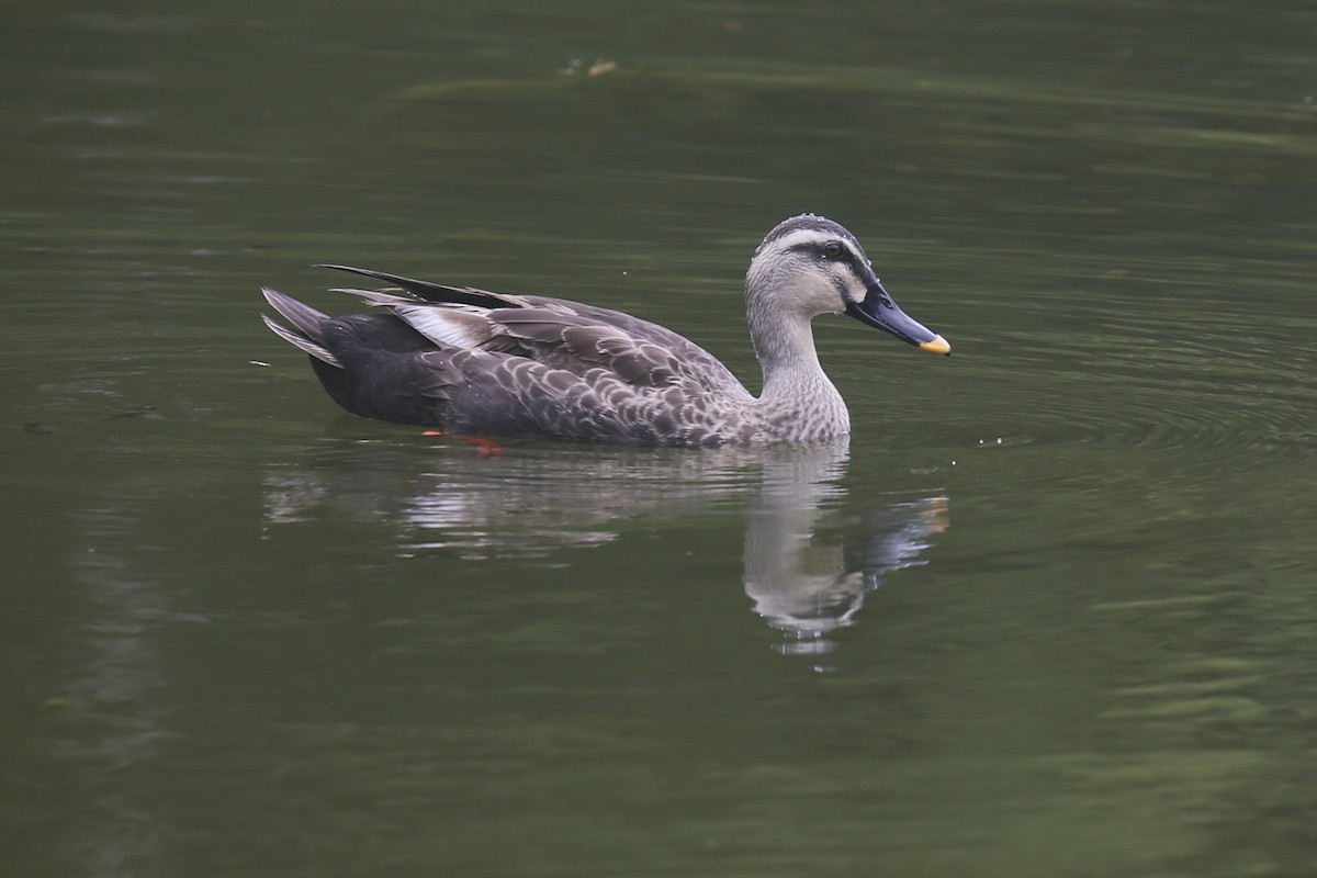 Canard de Chine - ML623478151