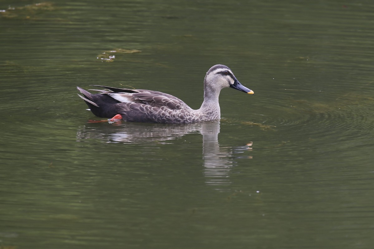 kachna čínská - ML623478152