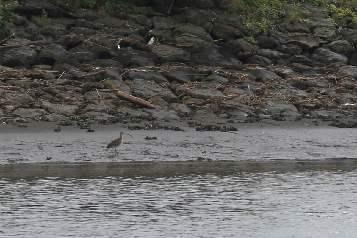 Far Eastern Curlew - Kevin Hannah