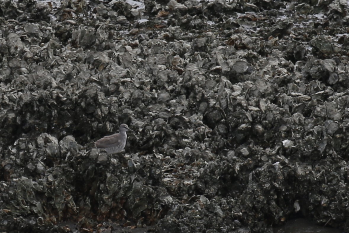 vodouš říční - ML623478181