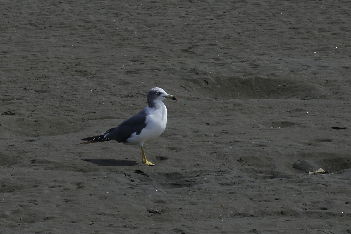 racek východní - ML623478193