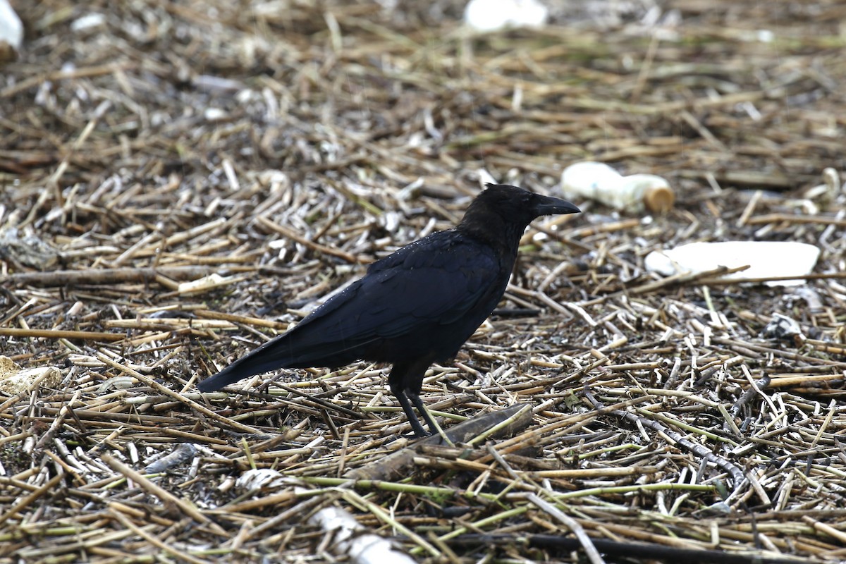 Carrion Crow - Kevin Hannah