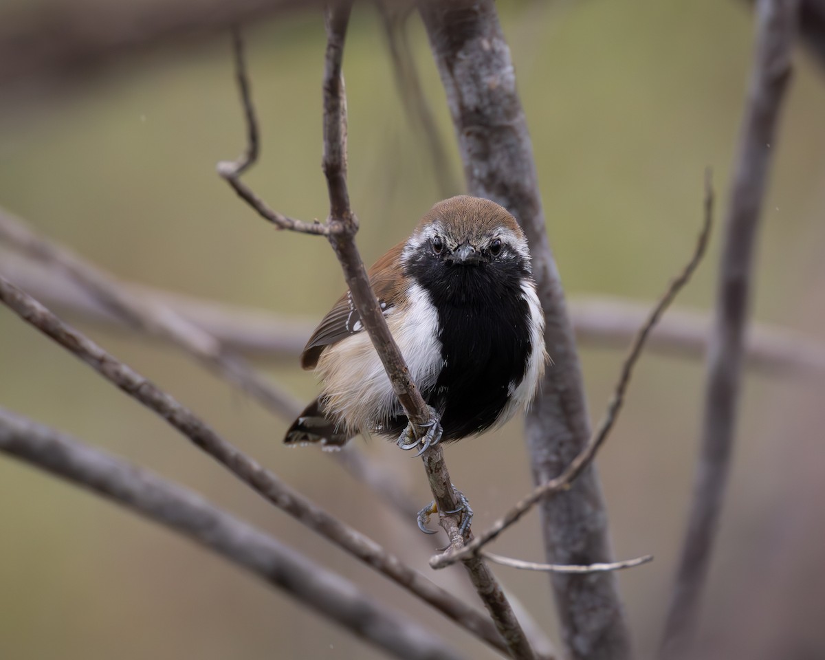 Rusty-backed Antwren - ML623478225