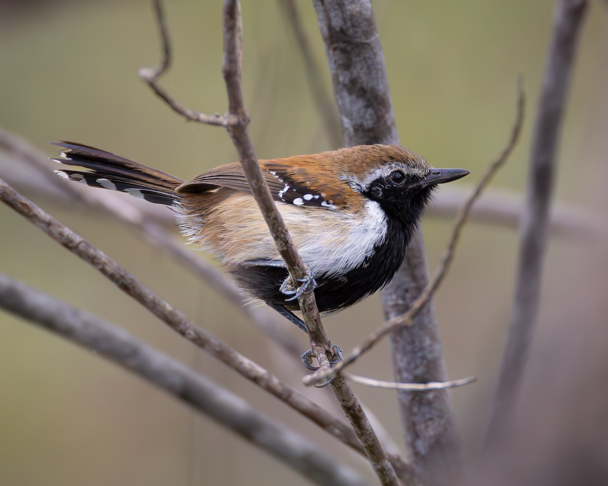 Rusty-backed Antwren - ML623478227