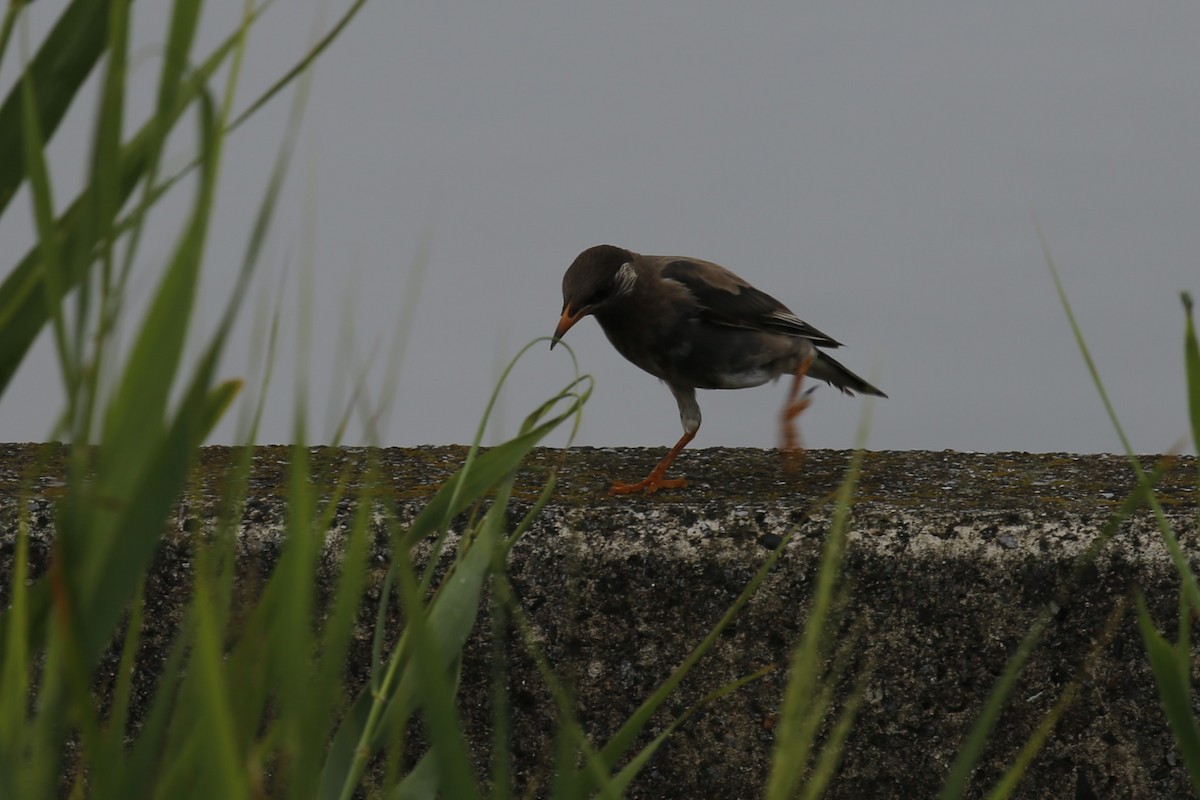 špaček východní - ML623478228