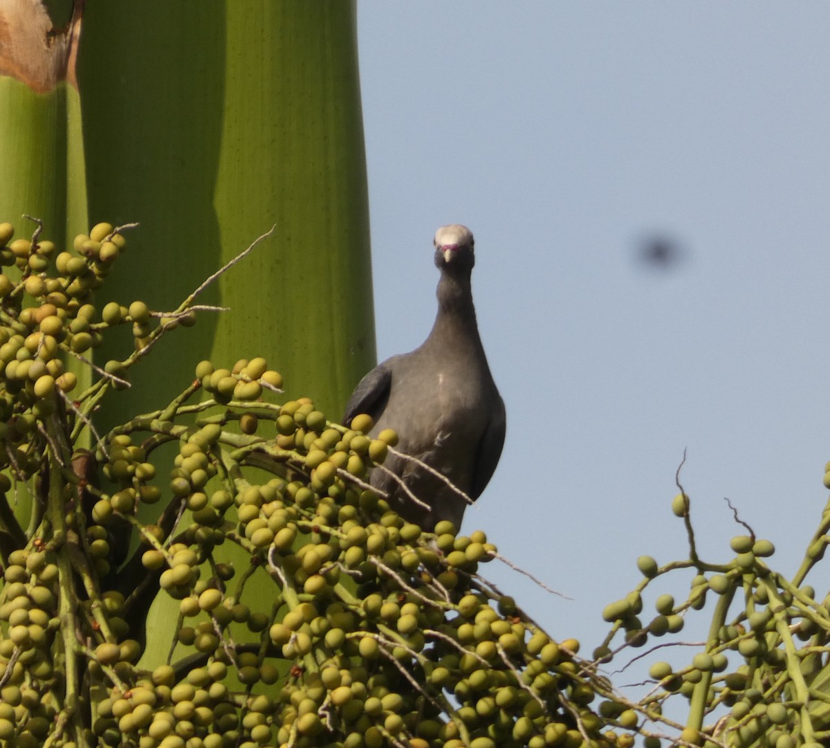 White-crowned Pigeon - ML623478232