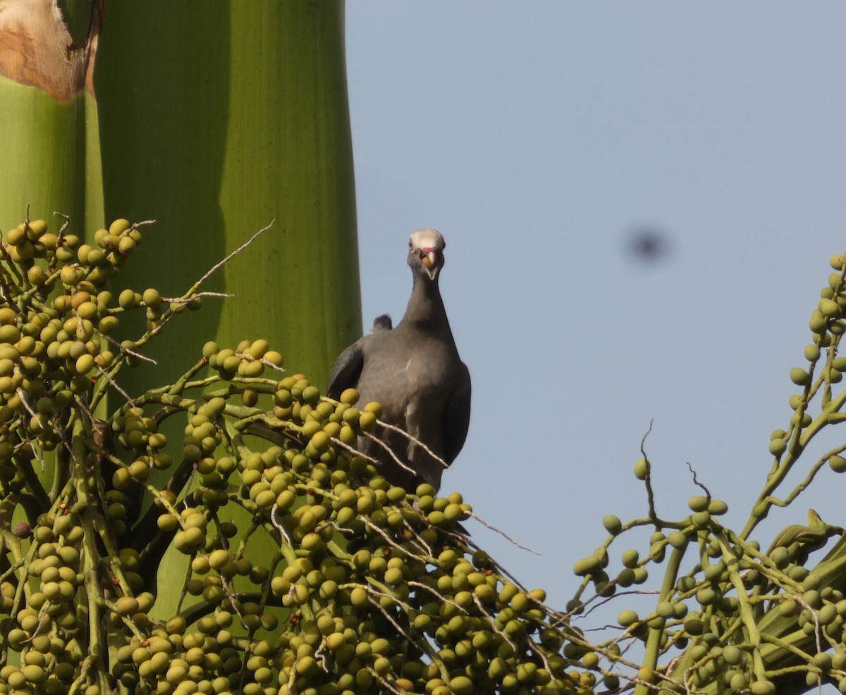 White-crowned Pigeon - ML623478233