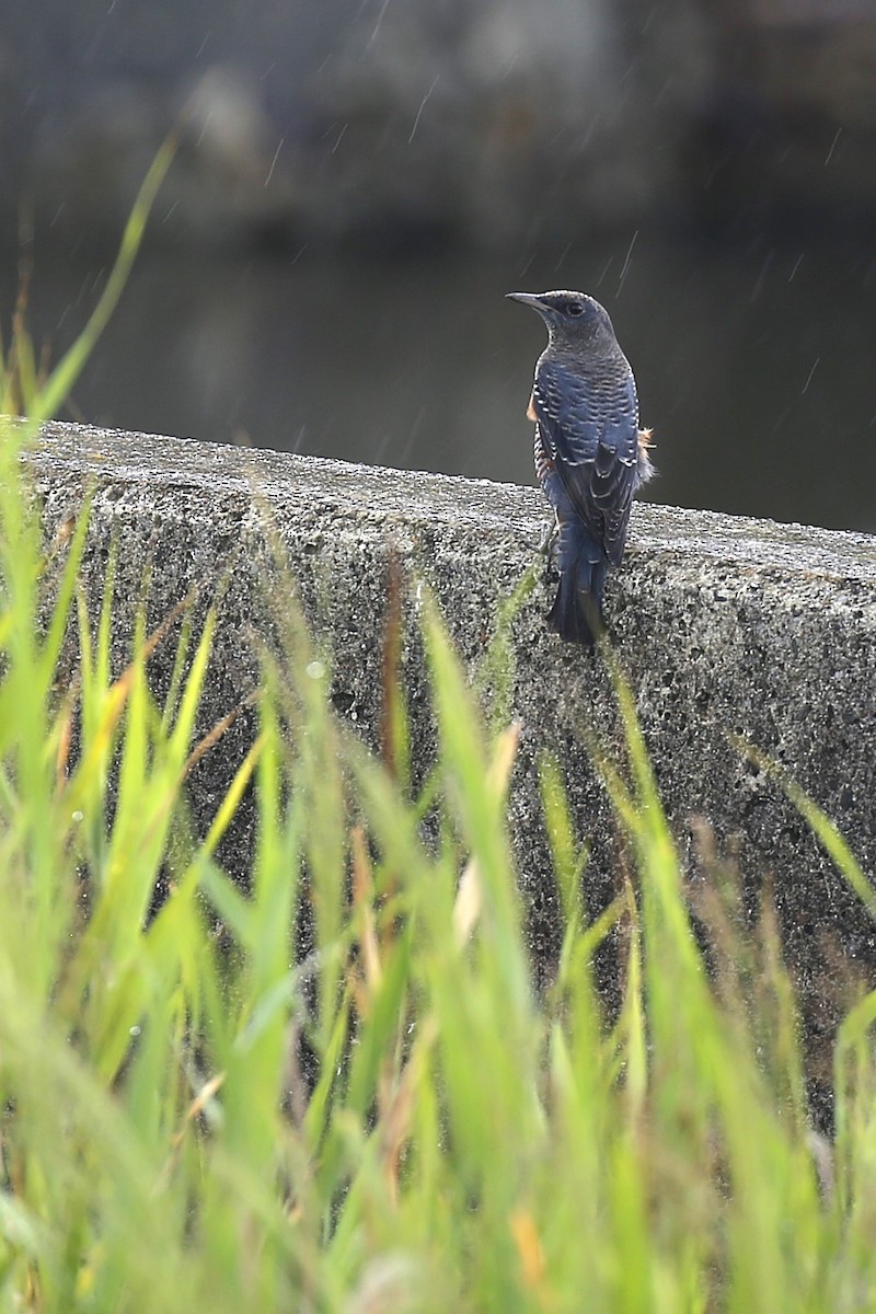 Blue Rock-Thrush - Kevin Hannah