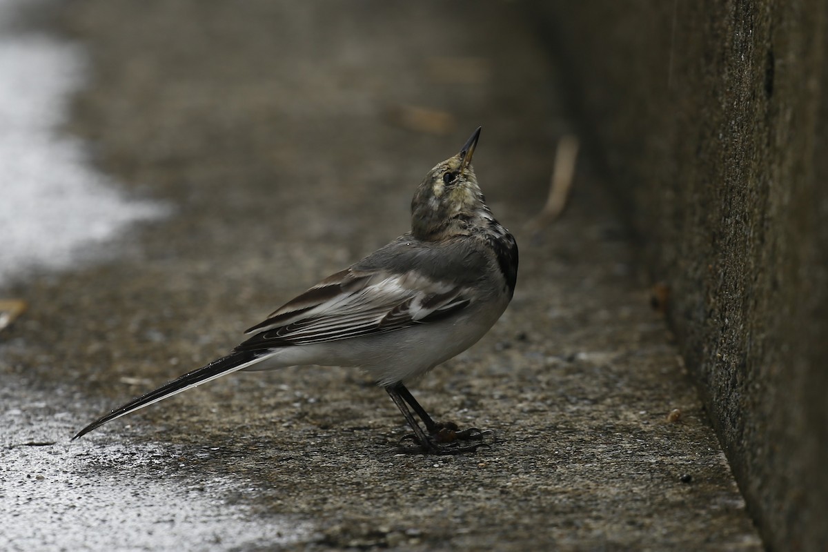 konipas bílý - ML623478246