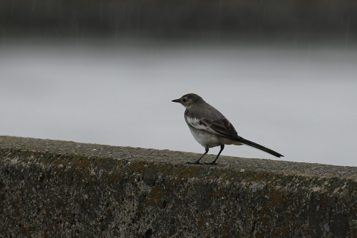 White Wagtail - Kevin Hannah