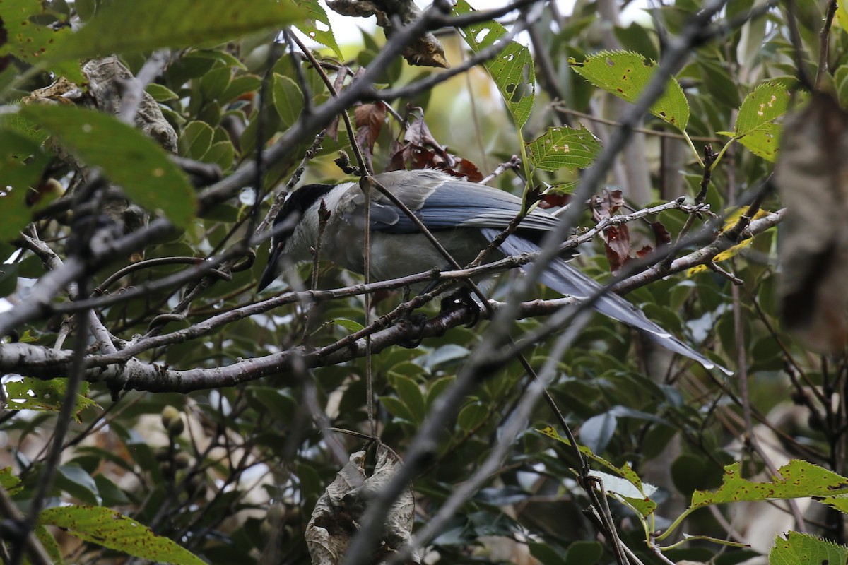 straka modrá - ML623478258