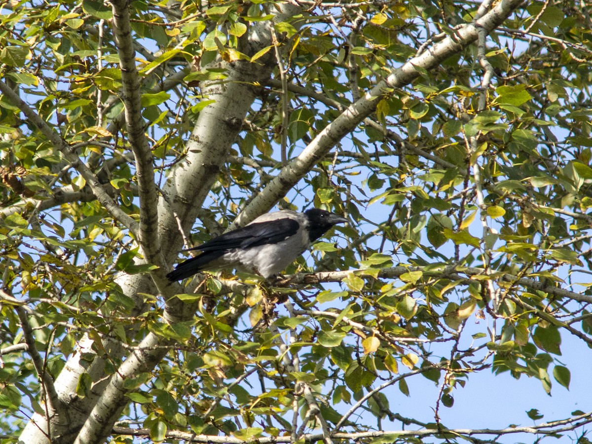 Hooded Crow (Hooded) - ML623478275