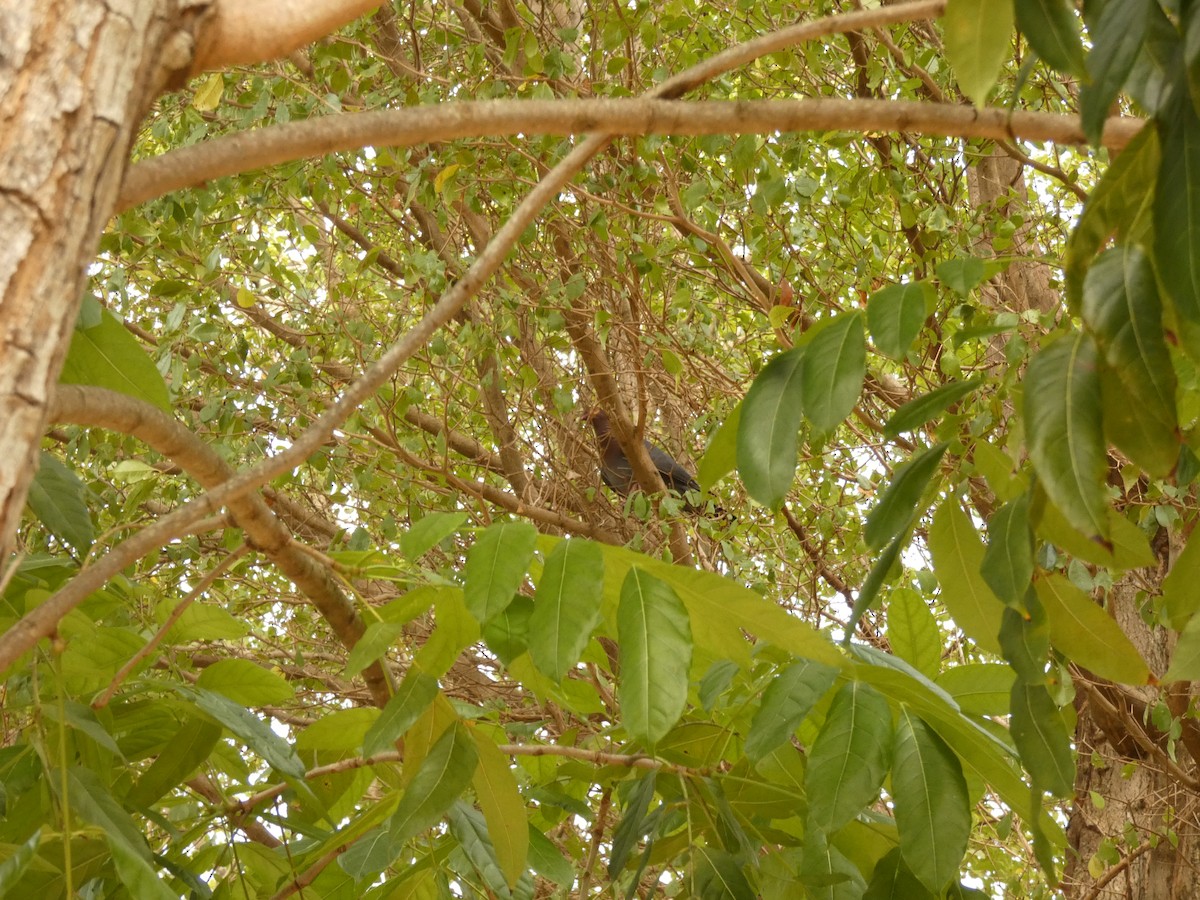 Scaly-naped Pigeon - ML623478278