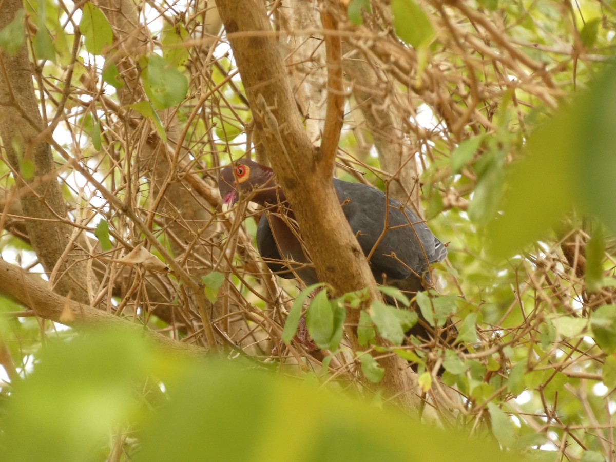 Scaly-naped Pigeon - Nicholas Sly