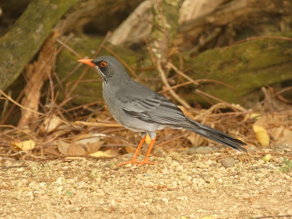 Red-legged Thrush (Antillean) - ML623478299