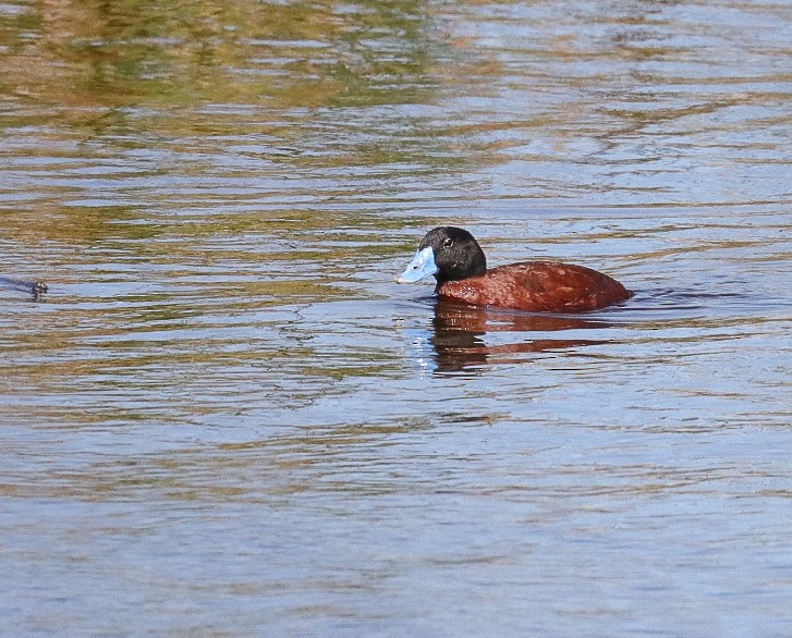 Maccoa Duck - ML623478303