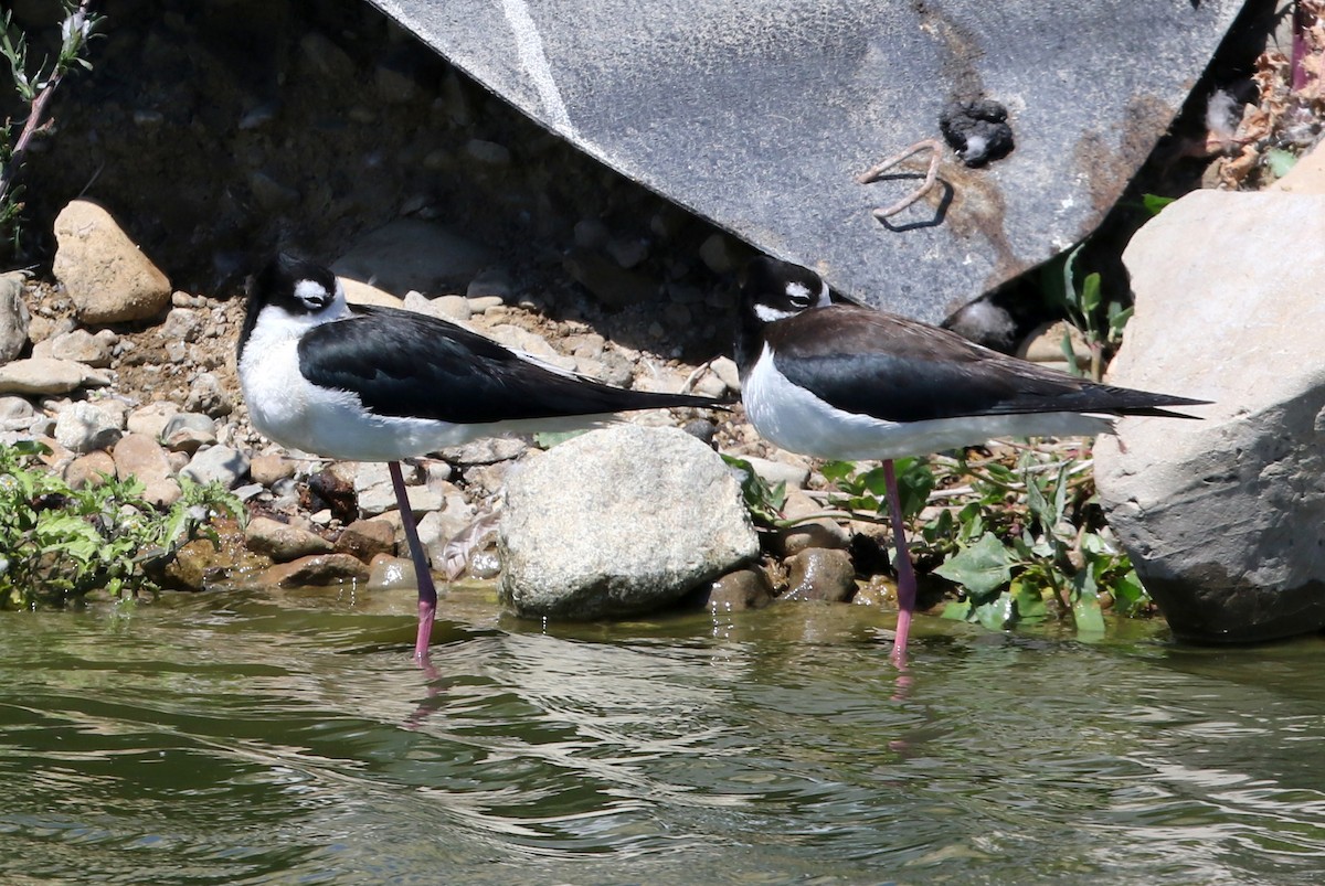 Black-necked Stilt - ML623478306