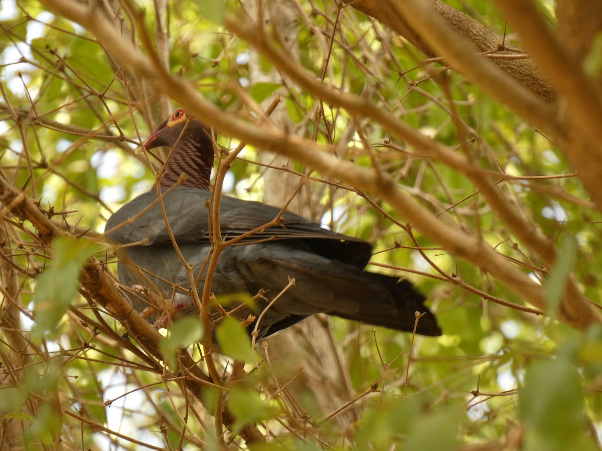 アカエリバト - ML623478310