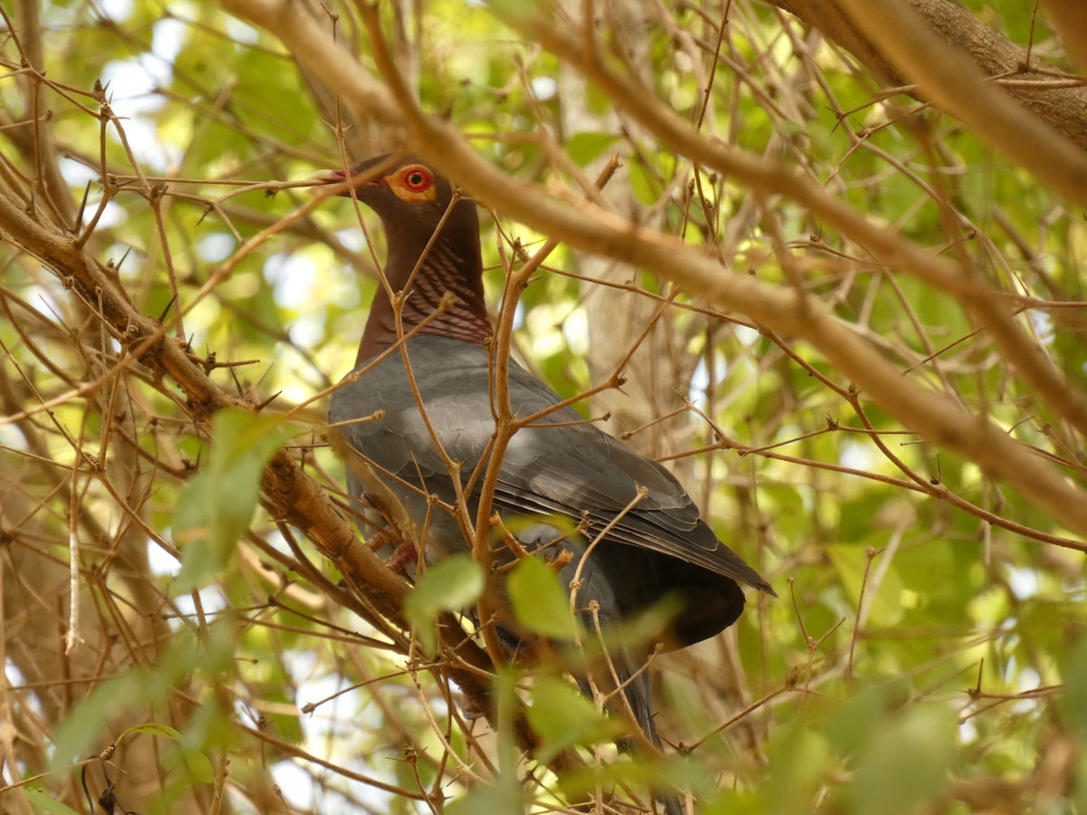 アカエリバト - ML623478311