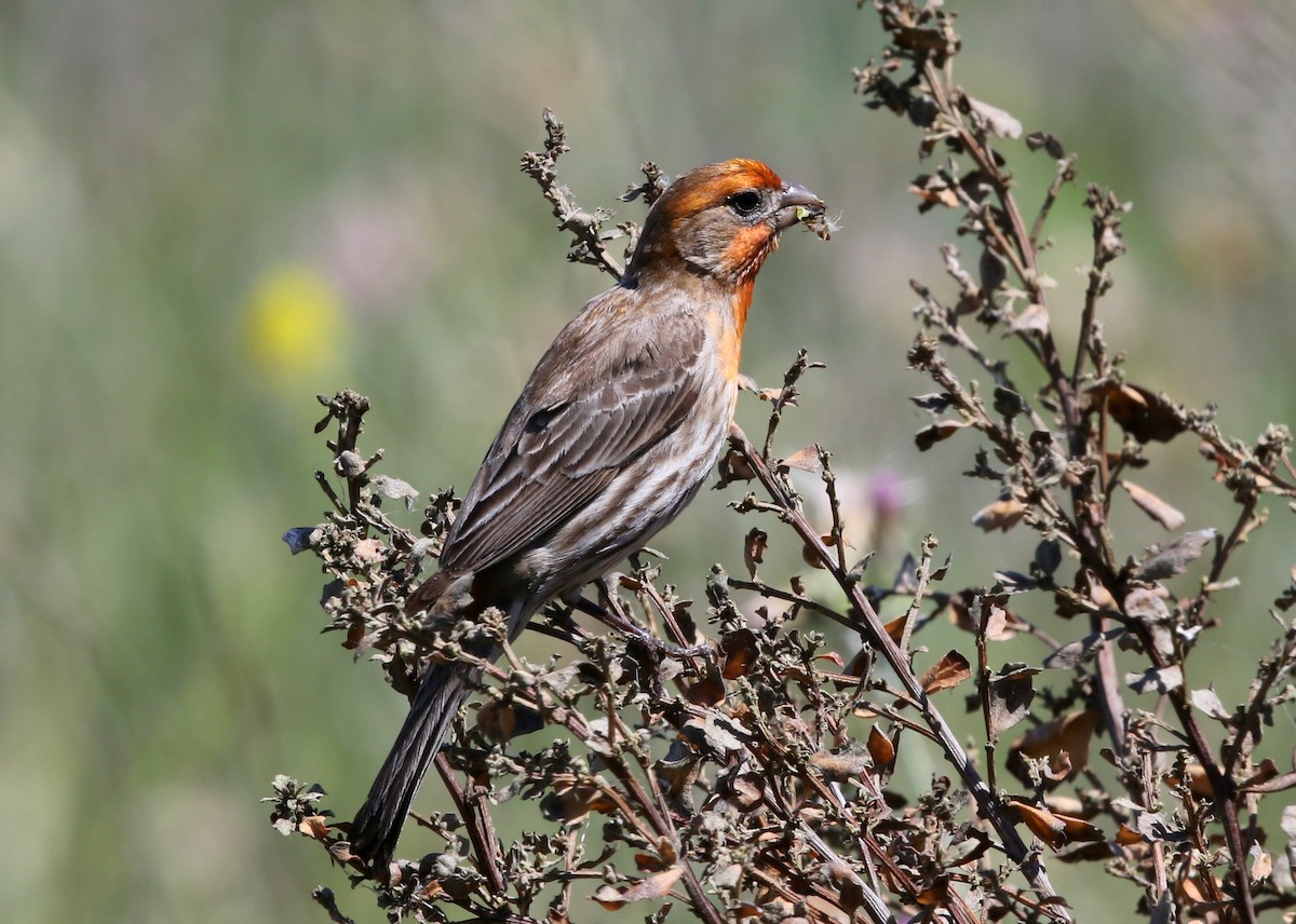 House Finch - Steve Rottenborn