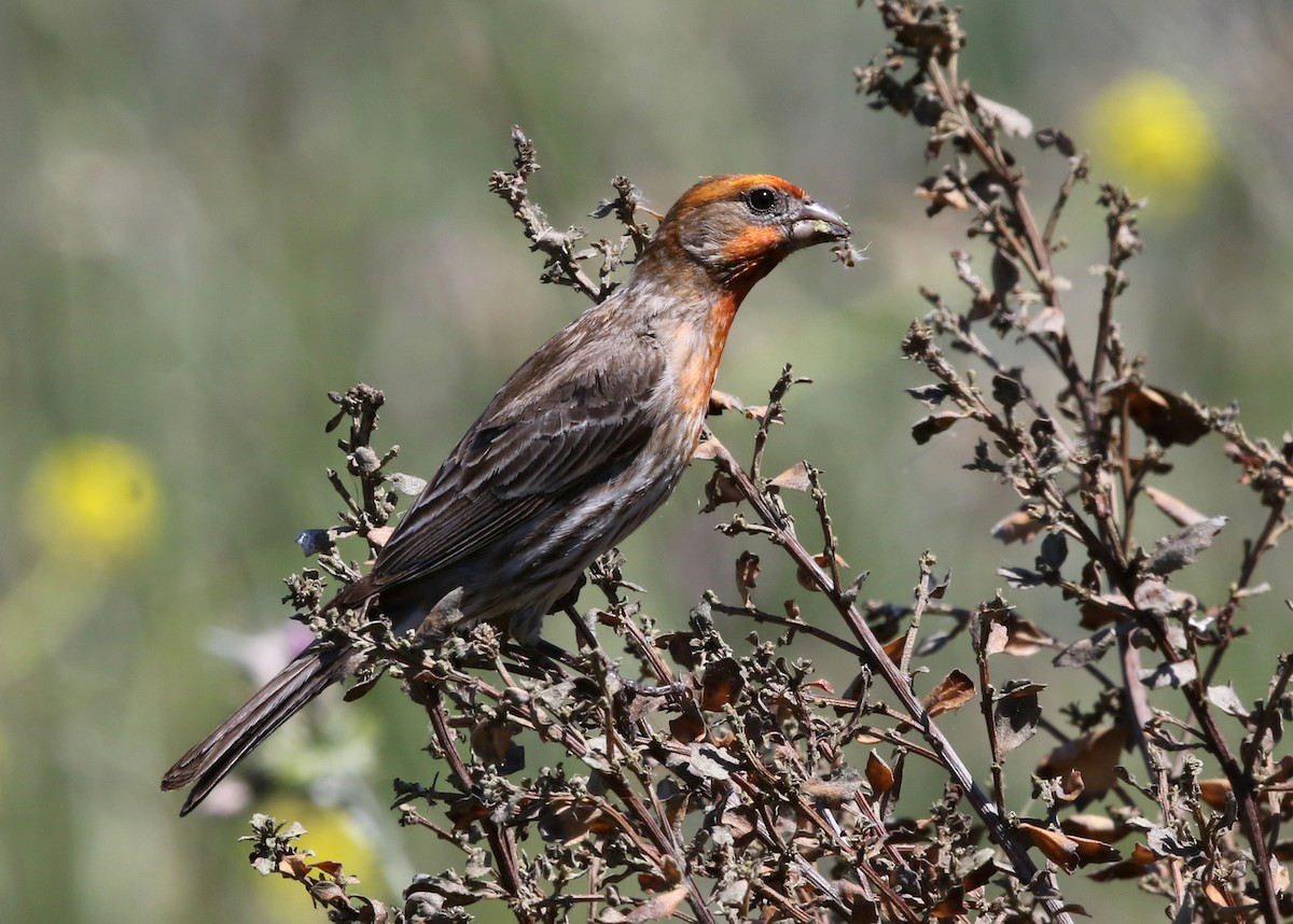 House Finch - ML623478325