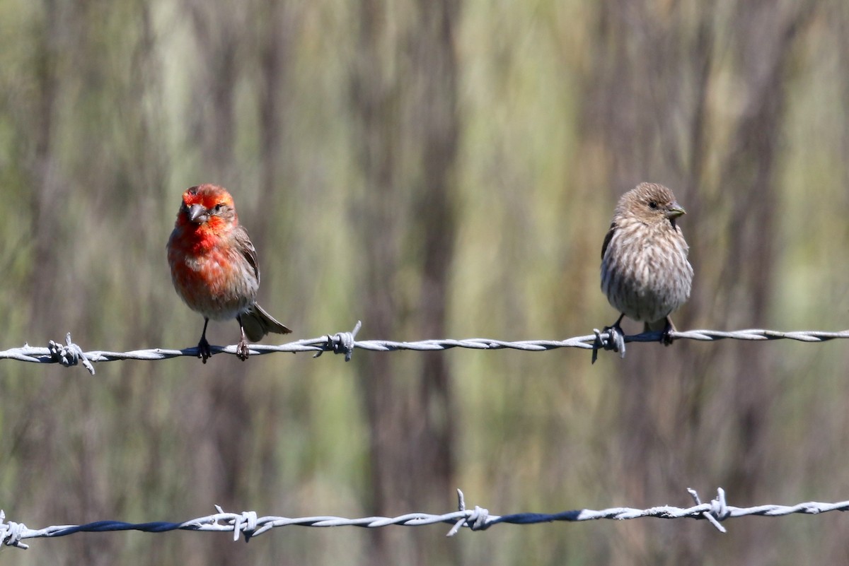 House Finch - ML623478327