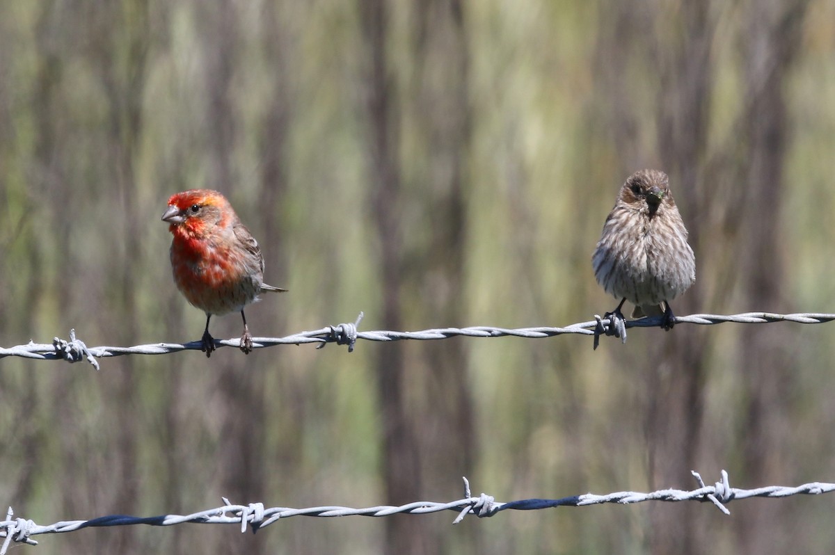 House Finch - ML623478331