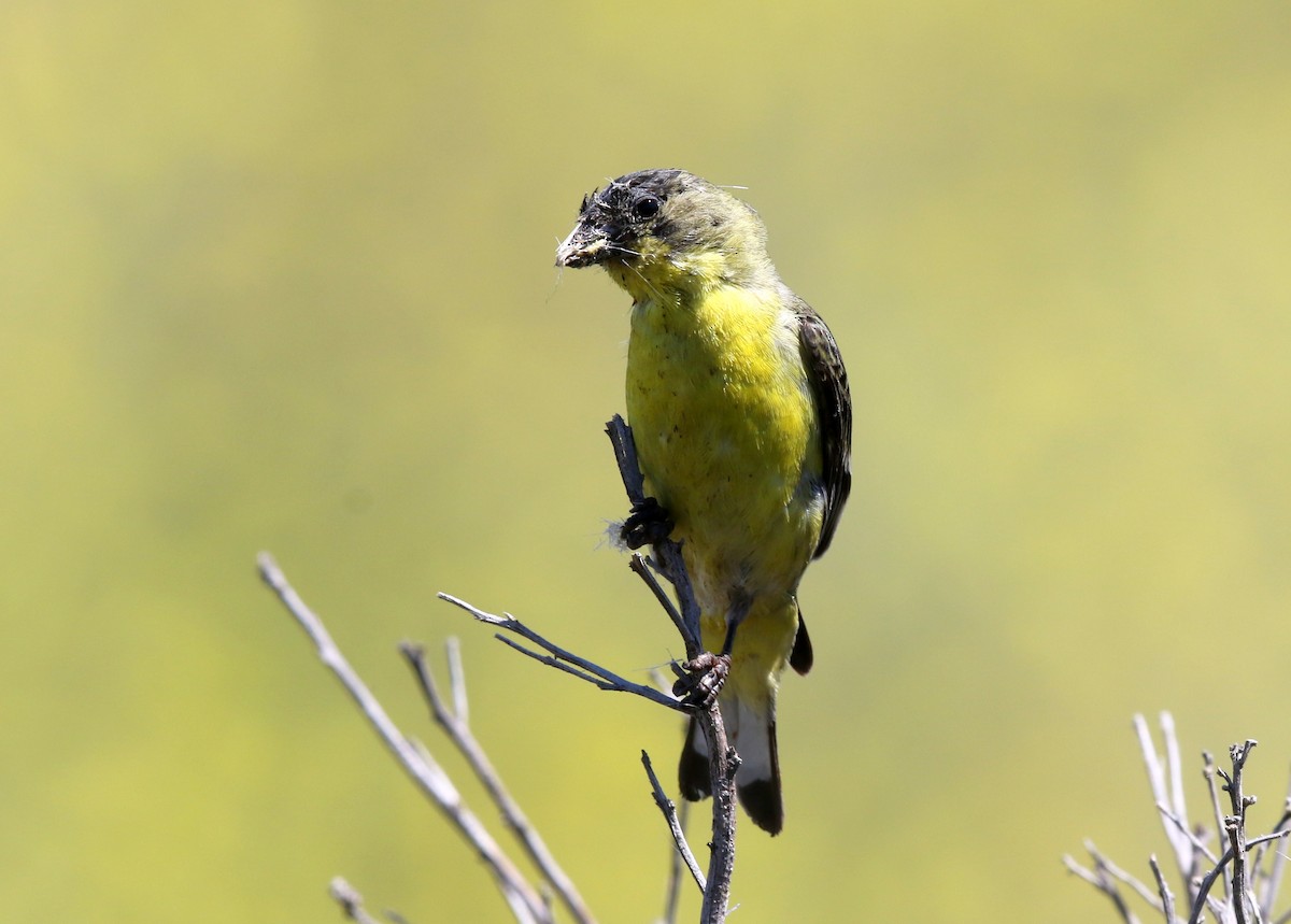 Lesser Goldfinch - ML623478334