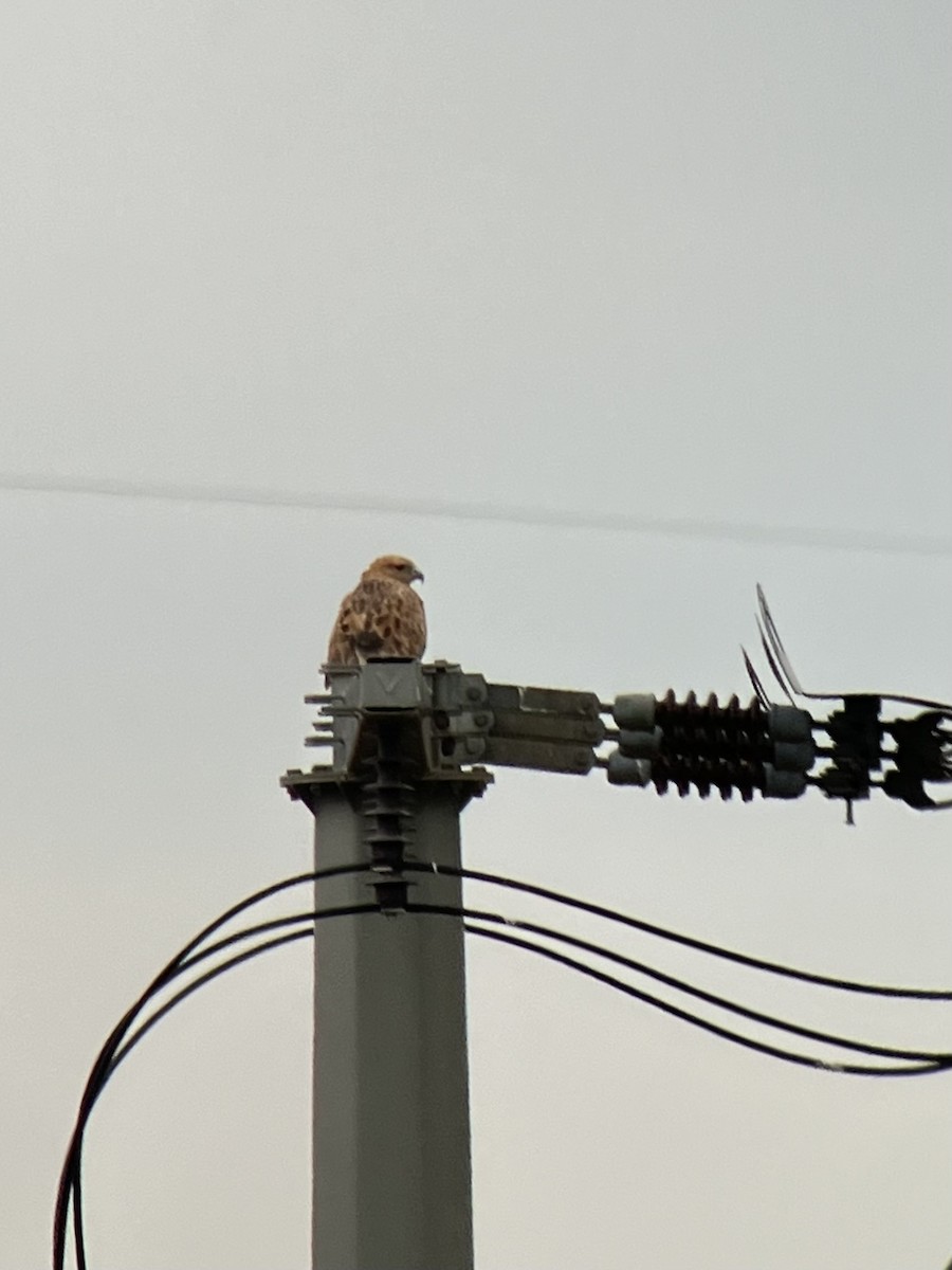 Long-legged Buzzard - ML623478338