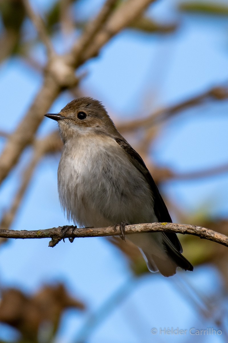 European Pied Flycatcher - Hélder Carrilho