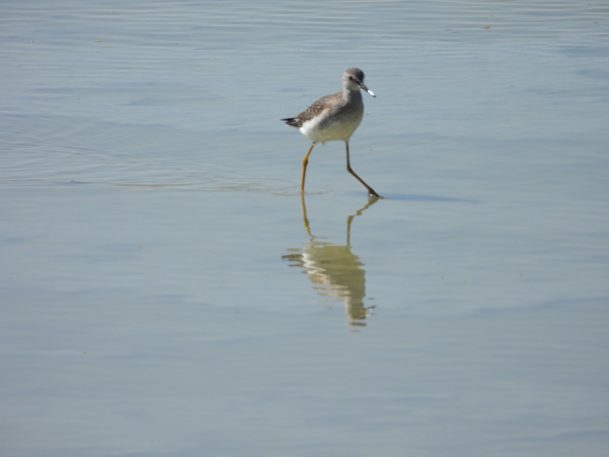 Lesser/Greater Yellowlegs - ML623478378