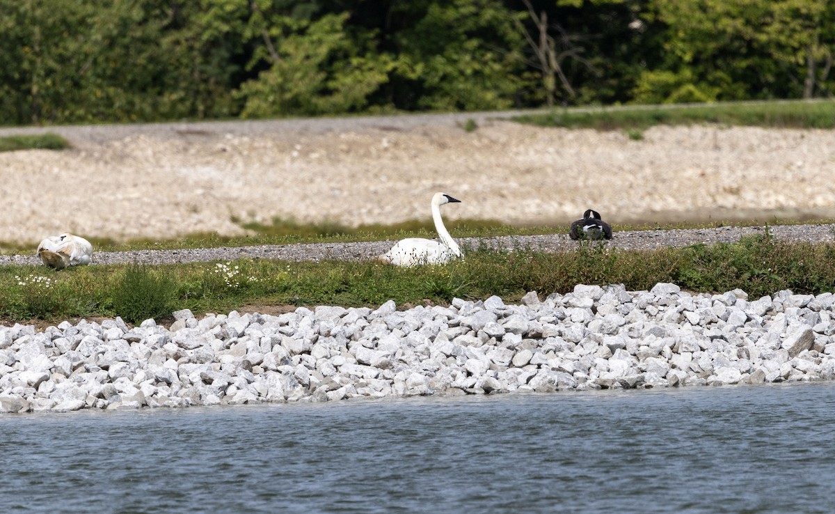 Trumpeter Swan - ML623478388