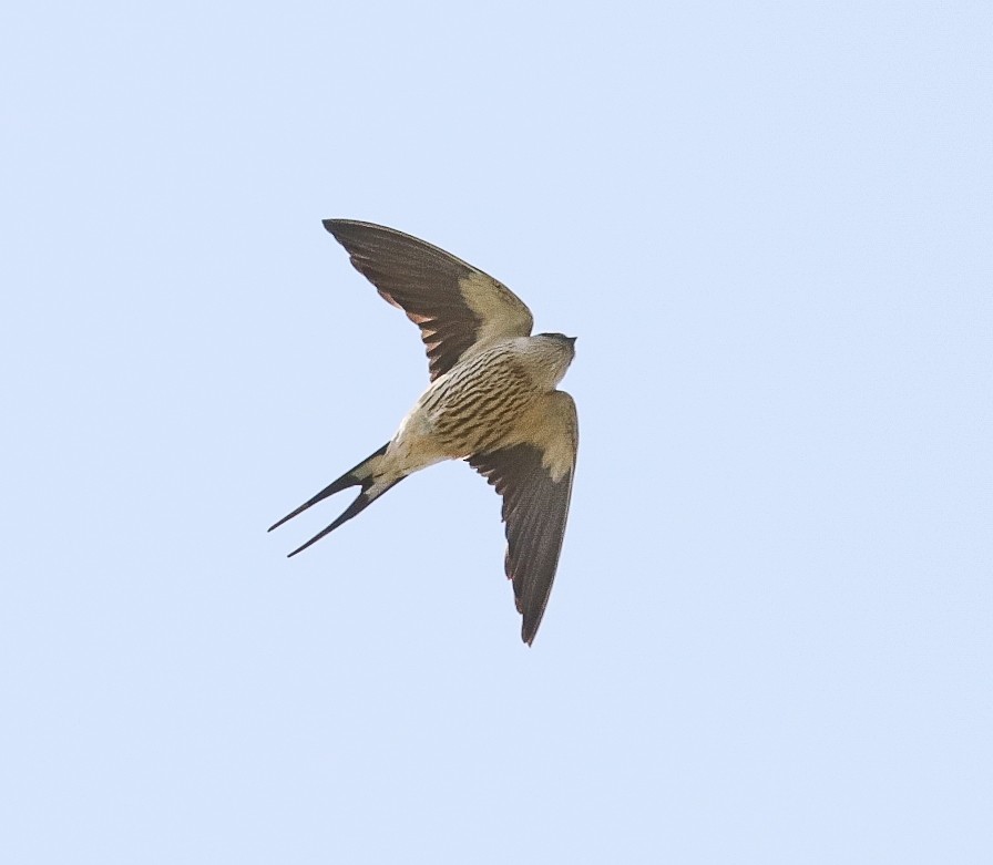 Greater Striped Swallow - ML623478396