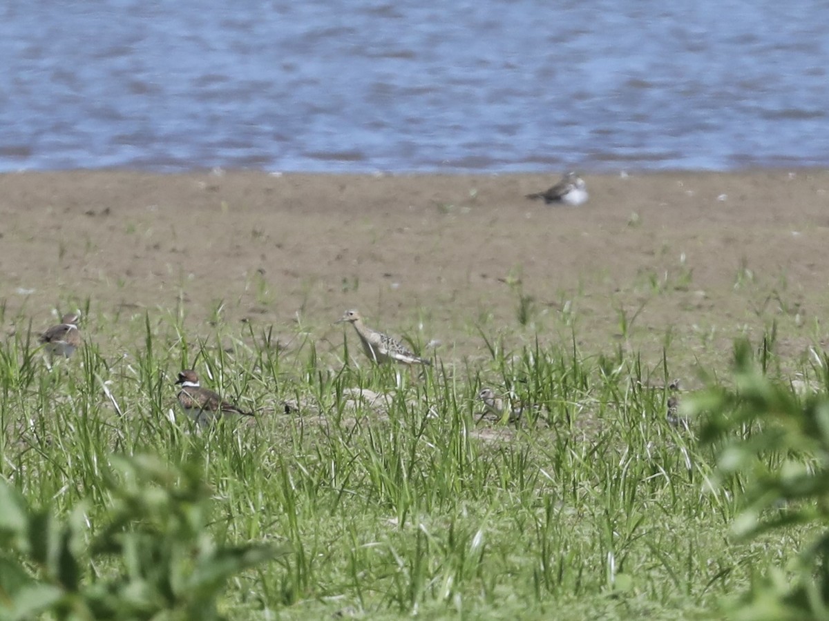 Buff-breasted Sandpiper - ML623478486