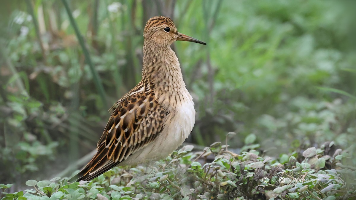 Pectoral Sandpiper - ML623478497